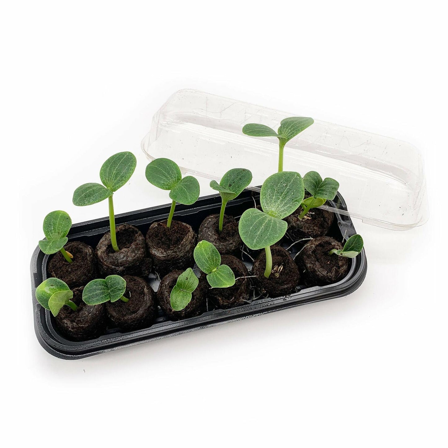 Jiffy Windowsill Seed Starting Greenhouse with 12 Biodegradable 36mm Peat Pellets