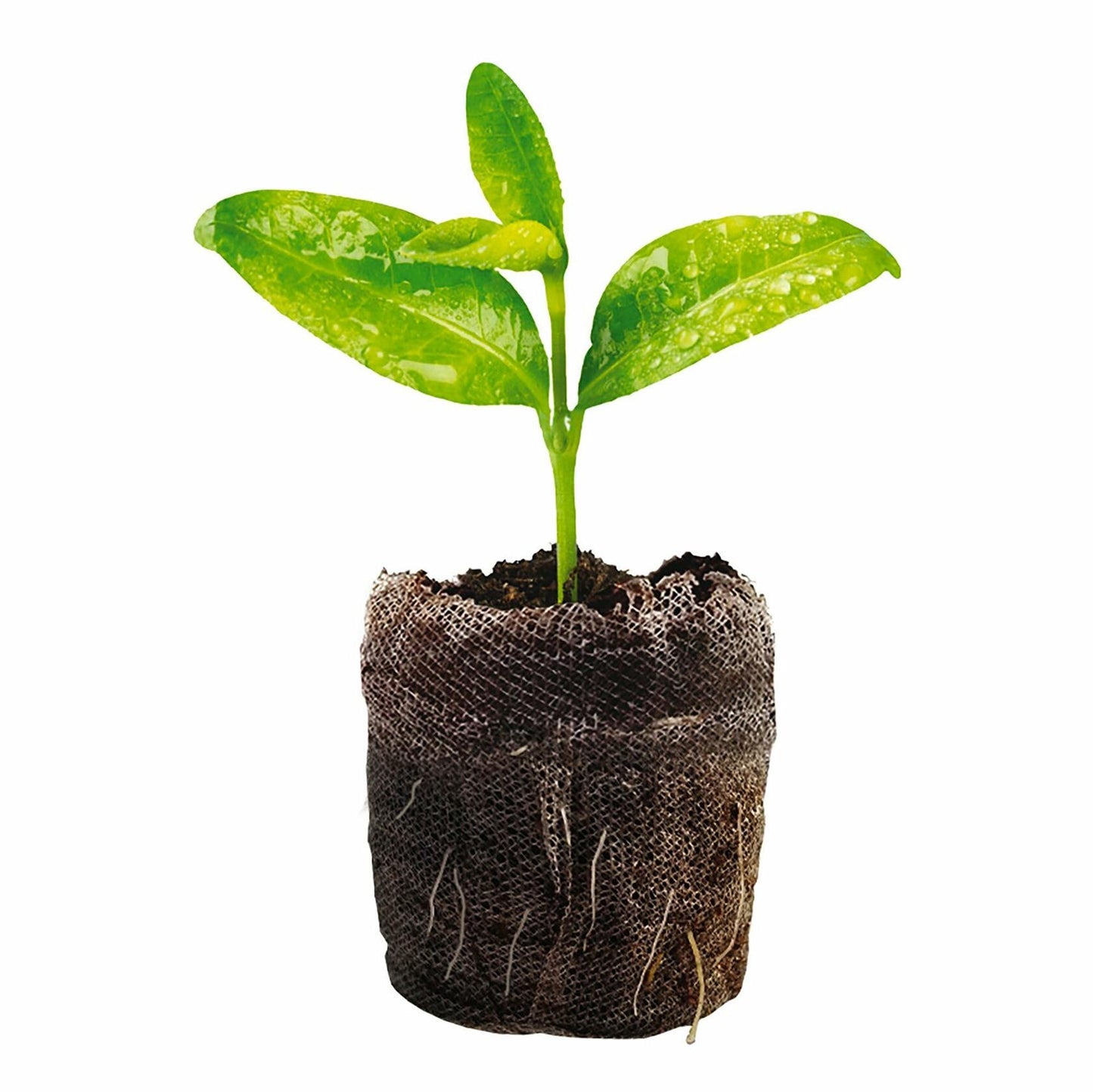 Jiffy Windowsill Seed Starting Greenhouse with 12 Biodegradable 36mm Peat Pellets