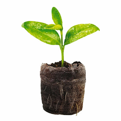 Jiffy Seed Starting Kit, 12 Cell 36mm Peat Pellets